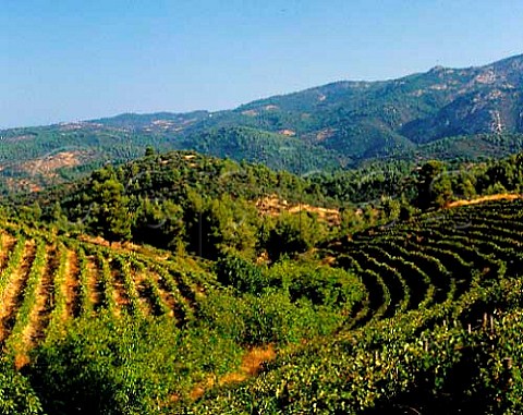 Vineyards of Domaine Porto Carras with Mount Meliton   beyond Sithonia Halkidiki Greece