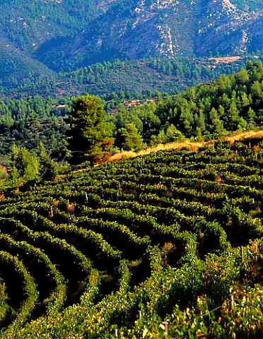 Vineyards of Domaine Porto Carras with Mount Meliton   beyond  Sithonia Halkidiki Greece