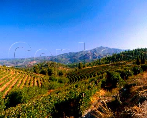 Vineyards of Domaine Porto Carras with Mount Meliton   beyond       Sithonia Halkidiki Greece