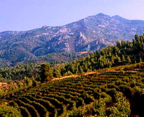 Vineyards of Domaine Porto Carras with Mount Meliton   beyond    Sithonia Halkidiki Greece