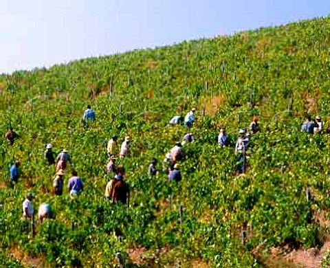 Harvesting in vineyard of Domaine Porto Carras   Sithonia Halkidiki Greece
