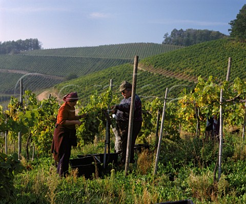 Harvesting in vineyard of Schloss Staufenberg    owned by the Margrave of Baden   Durbach Baden Germany   Ortenau Bereich