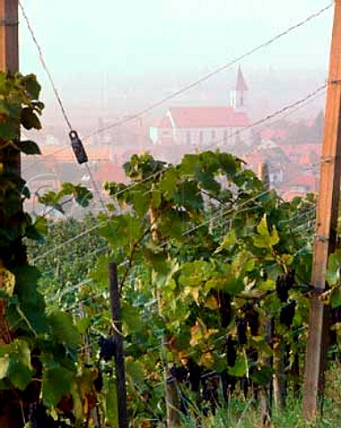 Late evening in vineyard above the town of   Ortenberg Baden Germany     Ortenau Bereich