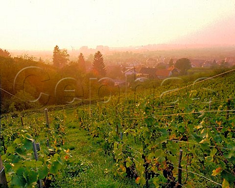 Late evening in the vineyards above the town of   Ortenberg Baden Germany   Ortenau Bereich