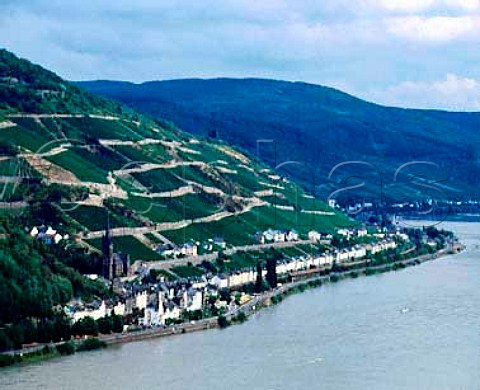Terraced vineyards above Lorch and the Rhine   Germany          Rheingau