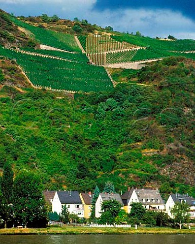 Vineyards above the outskirts of St Goarshausen and the Rhine Germany    Mittelrhein