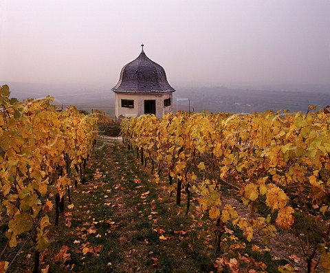 Autumnal vineyards surround old building on the   Rauenthaler Berg Rauenthal Germany   Rheingau