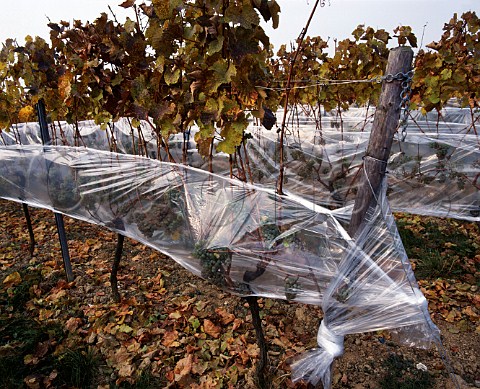 Riesling grapes protected from the rain and birds by   plastic sheeting in the hope of making Eiswein    Rauenthal Germany    Rheingau