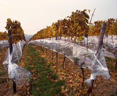 Riesling grapes protected from the rain and birds by   plastic sheeting in the hope of making Eiswein   Rauenthal Germany  Rheingau