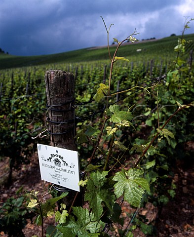 Vineyard of Reichsgraf von Kesselstatt on the   Scharzhofberg Wiltingen Saar Germany  Mosel