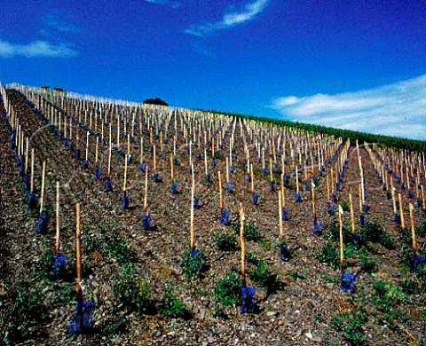 New vines planted in the slate soil of the   Scharzhofberg vineyard Wiltingen Saar Germany   Mosel