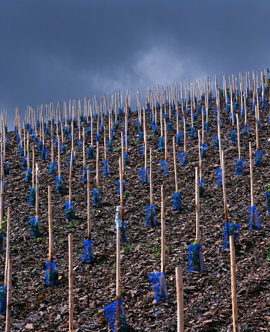 New Riesling vines planted in the slate soil of the Scharzhofberg vineyard Wiltingen Saar Germany   Mosel