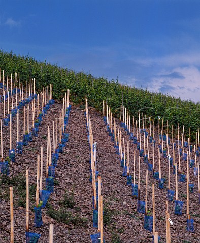 Young Riesling vines planted in the slate soil of the  Scharzhofberg vineyard  Wiltingen Saar Germany  Mosel