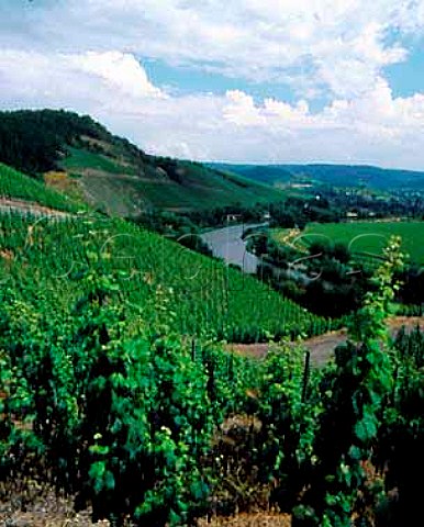 View over the Holle vineyard to the Braunekupp above   the Saar river Wiltingen  Saar Germany Mosel