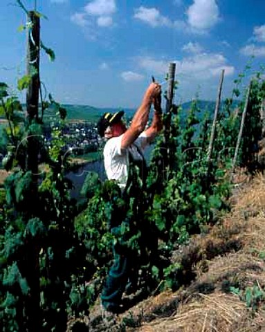 Tying up Riesling vines in July in the Brauneberger   Juffer vineyard Brauneberg Germany    Mosel