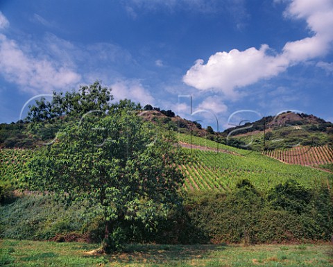 Felsenberg vineyard at Schlossbckelheim Germany Nahe