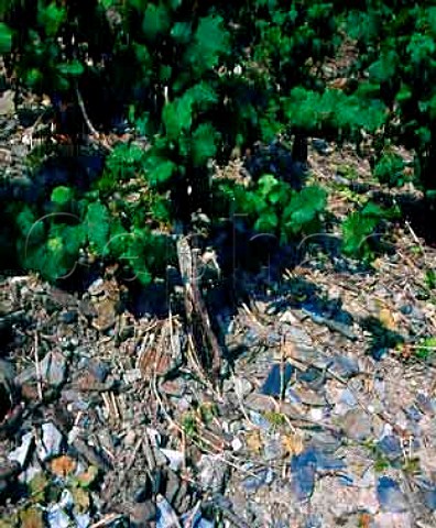 Slate soil in the Juffer Sonnenuhr vineyard   Brauneberg Germany    Mosel