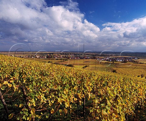 Autumnal Riesling vines surround the village of   Forst Pfalz Germany Grosslage Mariengarten
