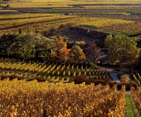 Autumnal Riesling vineyards at Forst Pfalz Germany