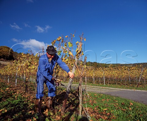 Winemaker repairing the wires in his vineyard at Forst Pfalz Germany