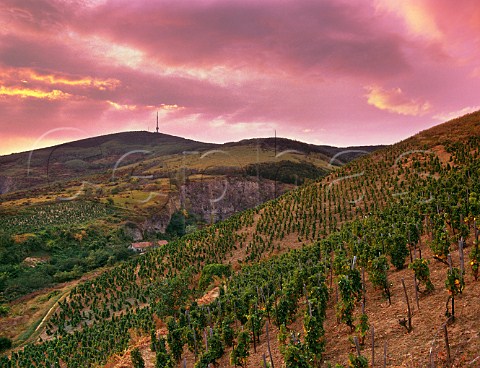 Dusk over vineyards at Tokaj Hungary  Tokaji