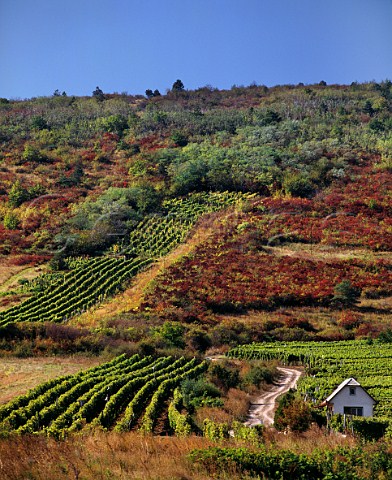 Hillside vineyards at Tallya near Tokaj Hungary  Tokaji