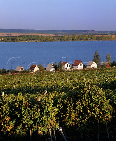 Vineyard and houses by the lake at Markaz east of Gyngys Hungary Mtra