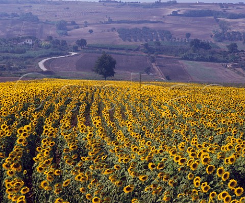 Field of sunflowers at Guglionesi Molise Italy