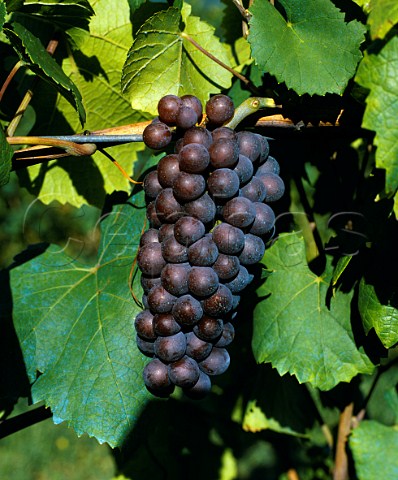 Pinot Gris grapes 