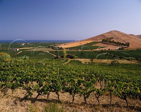View over Gaglioppo vineyards to the Ionian Sea Cir Calabria Italy   Cir