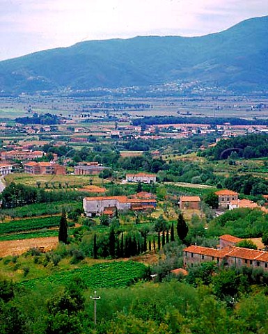 Vineyards around village of Montecarlo Tuscany Italy