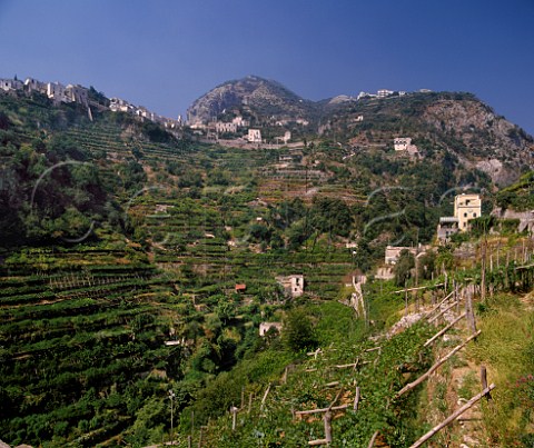 Terraced vineyards and citrus groves near Ravello Campania Italy