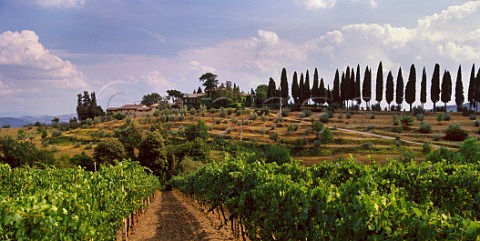 Vineyard on the Il Greppo estate of Biondi Santi Montalcino Tuscany Italy   Brunello di Montalcino