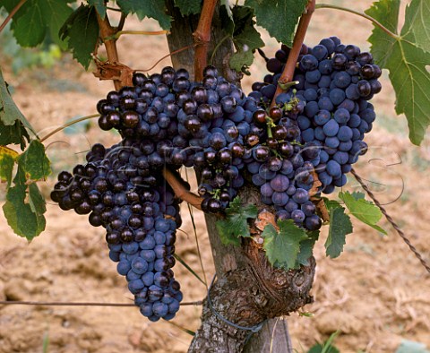 Brunello grapes in Il Greppo vineyard of Biondi Santi Montalcino Tuscany Italy Brunello di Montalcino