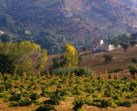 Vineyard near Chieti Abruzzi Italy