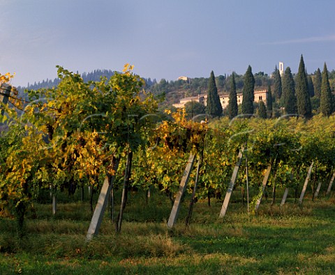 Autumnal vineyard in the hills above Lake Garda at Bardolino Veneto Italy