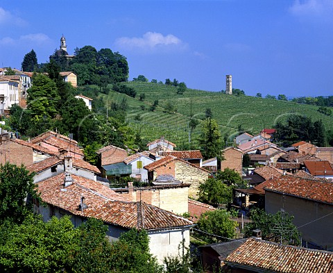 Vineyard above Casorzo in the Monferrato Hills   Piemonte Italy