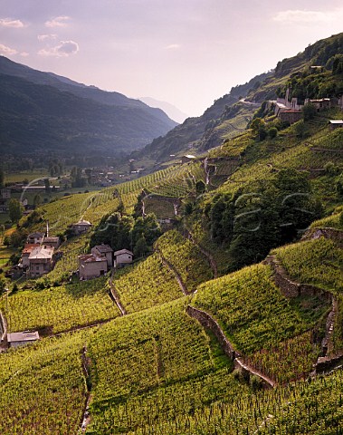 Terraced vineyards of Chiavennasca vines above the Adda Valley at Valgella Lombardy Italy    Valtellina