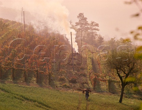 Burning vine prunings on a misty autumn morning in vineyard near Casteggio  Lombardy Italy  Oltrep Pavese