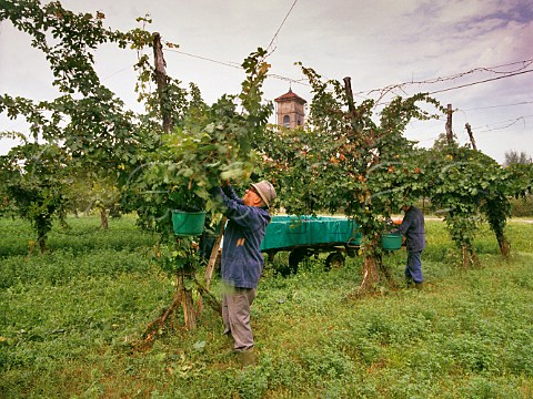 Harvesting Lambrusco grapes in vineyard near Reggio nellEmilia Emilia Romagna Italy Lambrusco Reggiano