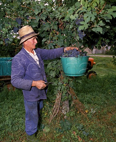 Harvesting Lambrusco grapes near   Reggio nellEmilia Emilia Romagna Italy  Lambrusco Reggiano