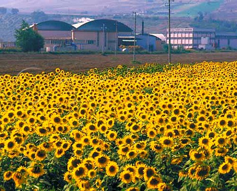 Field of sunflowers by the wine and vegetable   cooperatives of Val Biferno Guglionesi Molise   Italy