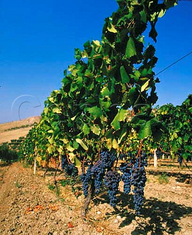 Vineyards in San Severo area Puglia