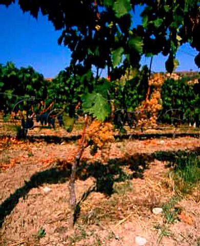 Trebbiano and Montepulciano vines in vineyard   San Severo Puglia Italy