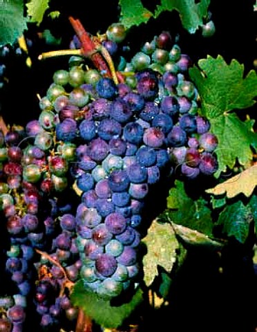 Vraison of Canaiolo grapes Tuscany Italy
