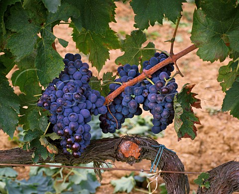 Brunello grapes on the Il Greppo estate of  Biondi Santi Montalcino Tuscany Italy  Brunello di Montalcino