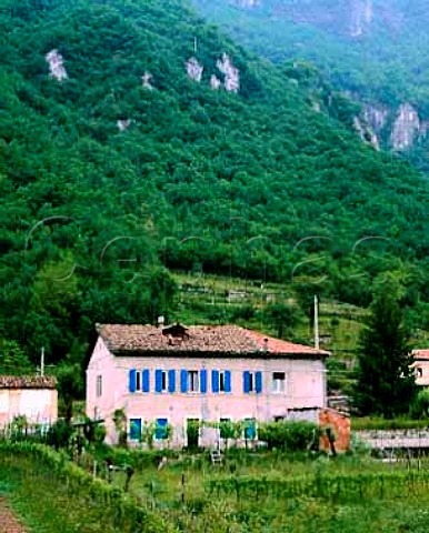 Vineyard and house in the Piave valley near Feltre   Veneto Italy