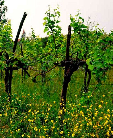 Spring flowers in vineyard at   San Floriano del Collio Friuli Italy    Collio Goriziano