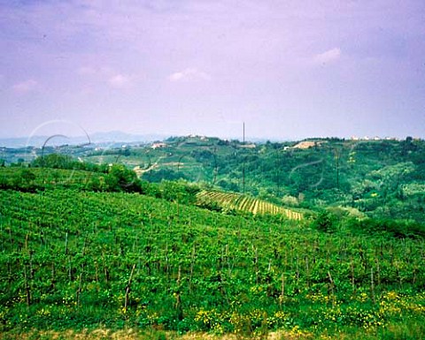 Vineyards at San Floriano del Cllio Friuli Italy   with Slovenia in the distance   Cllio Goriziano