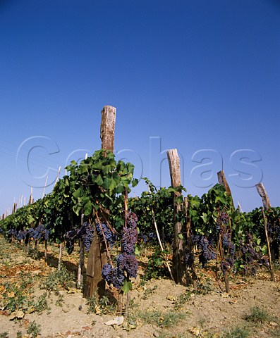 Gaglioppo vineyard Ciro Calabria Italy